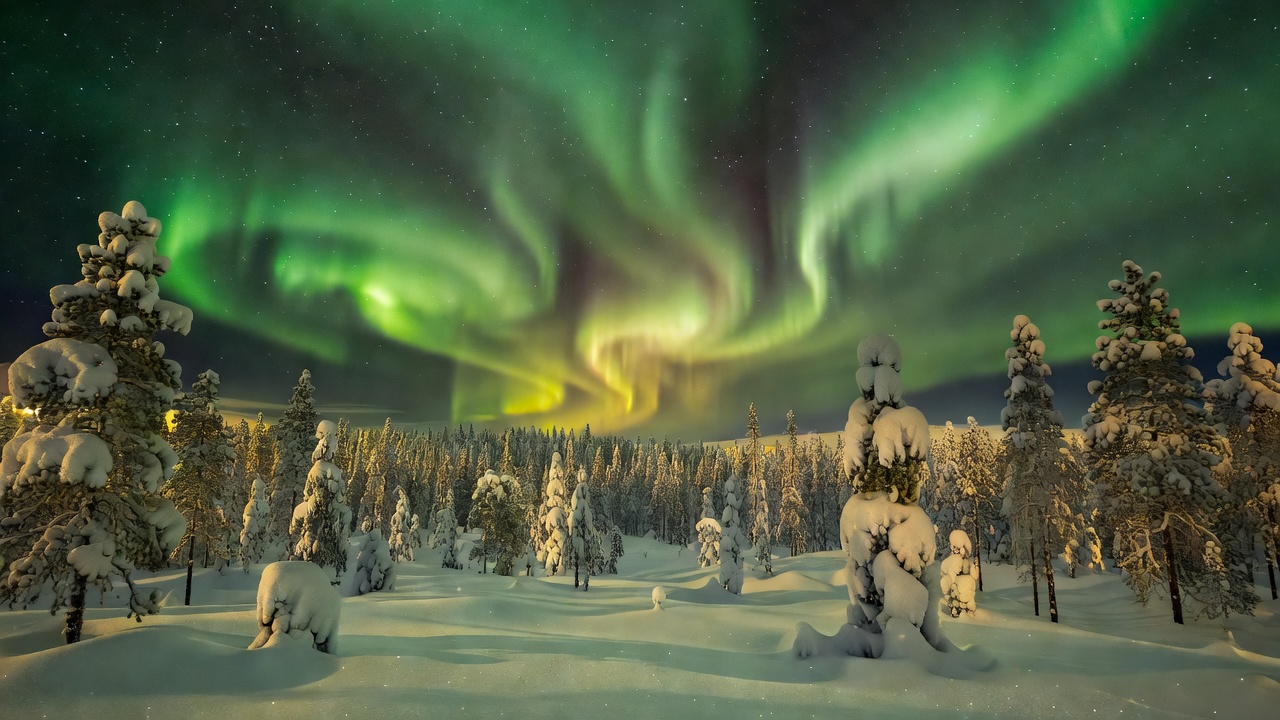 Northern Lights glowing green and gold above snow covered pine tree landscape in Lapland Finland